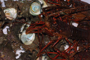 �C�P�X�̈ɐ��G�r�ƃT�U�G