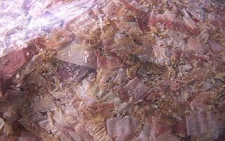 ��肽�ẴJ�c�I