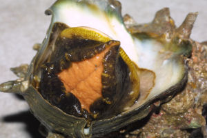 �h�f�J�T�U�G�ł��B