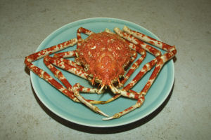 �������^�J�A�V�K�j�����ꂩ��Ă��܂�