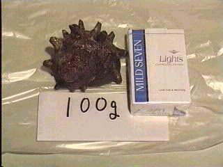 �T�U�G�P�O�O��