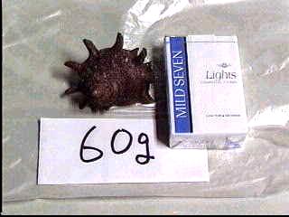 �T�U�G�U�O��